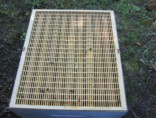 Avec quoi débuter en apiculture ? Grille à reine